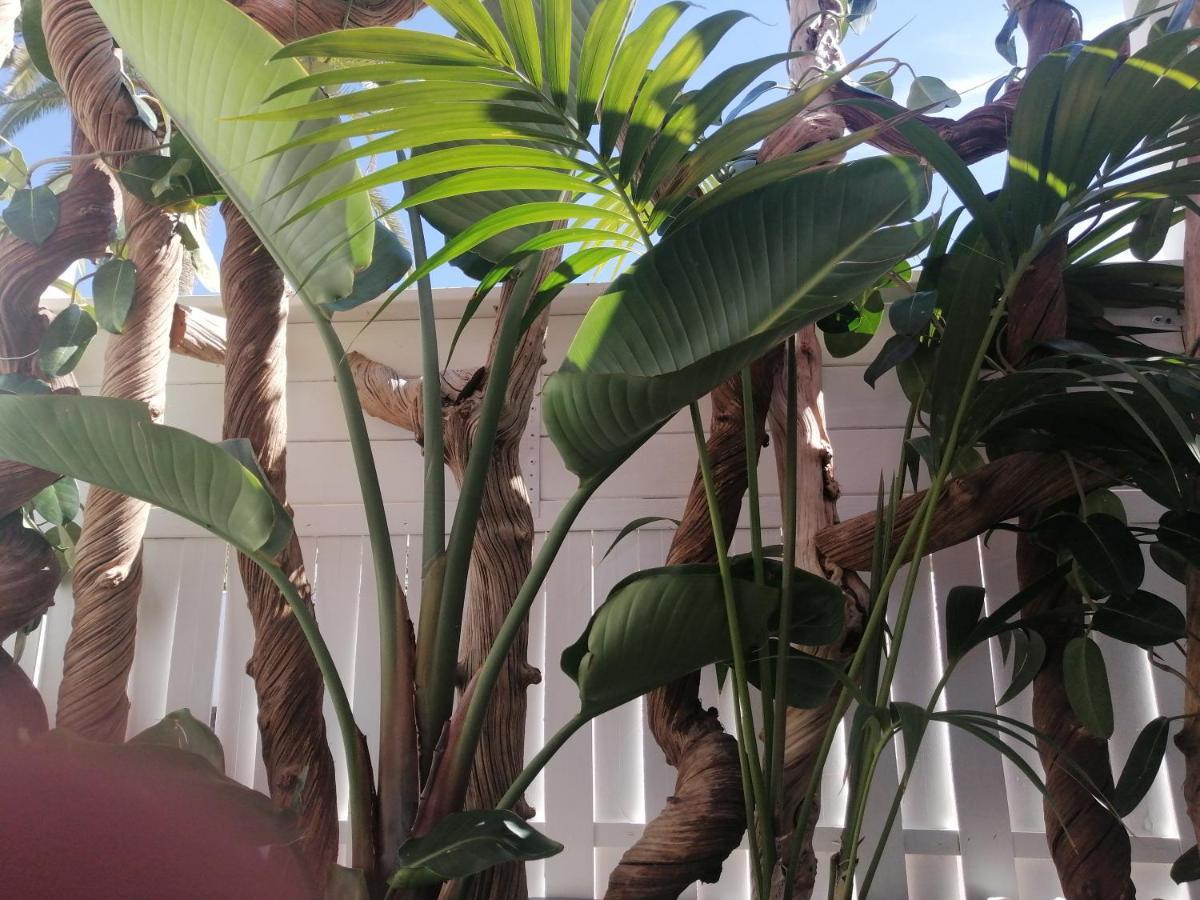 Puerto De La Cruz - Sun House - Holidays - Resort Ngoại thất bức ảnh